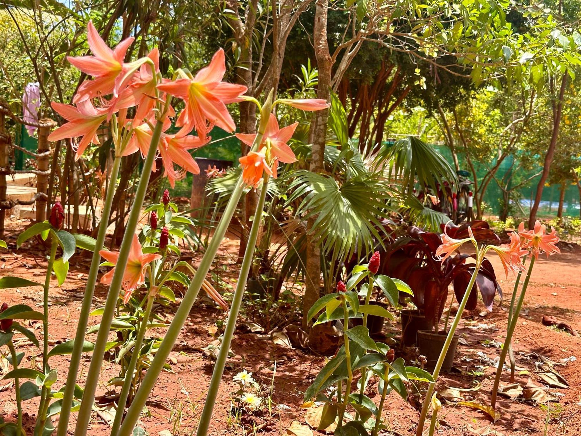 Lotus Garden Guest House Ауровиль Экстерьер фото